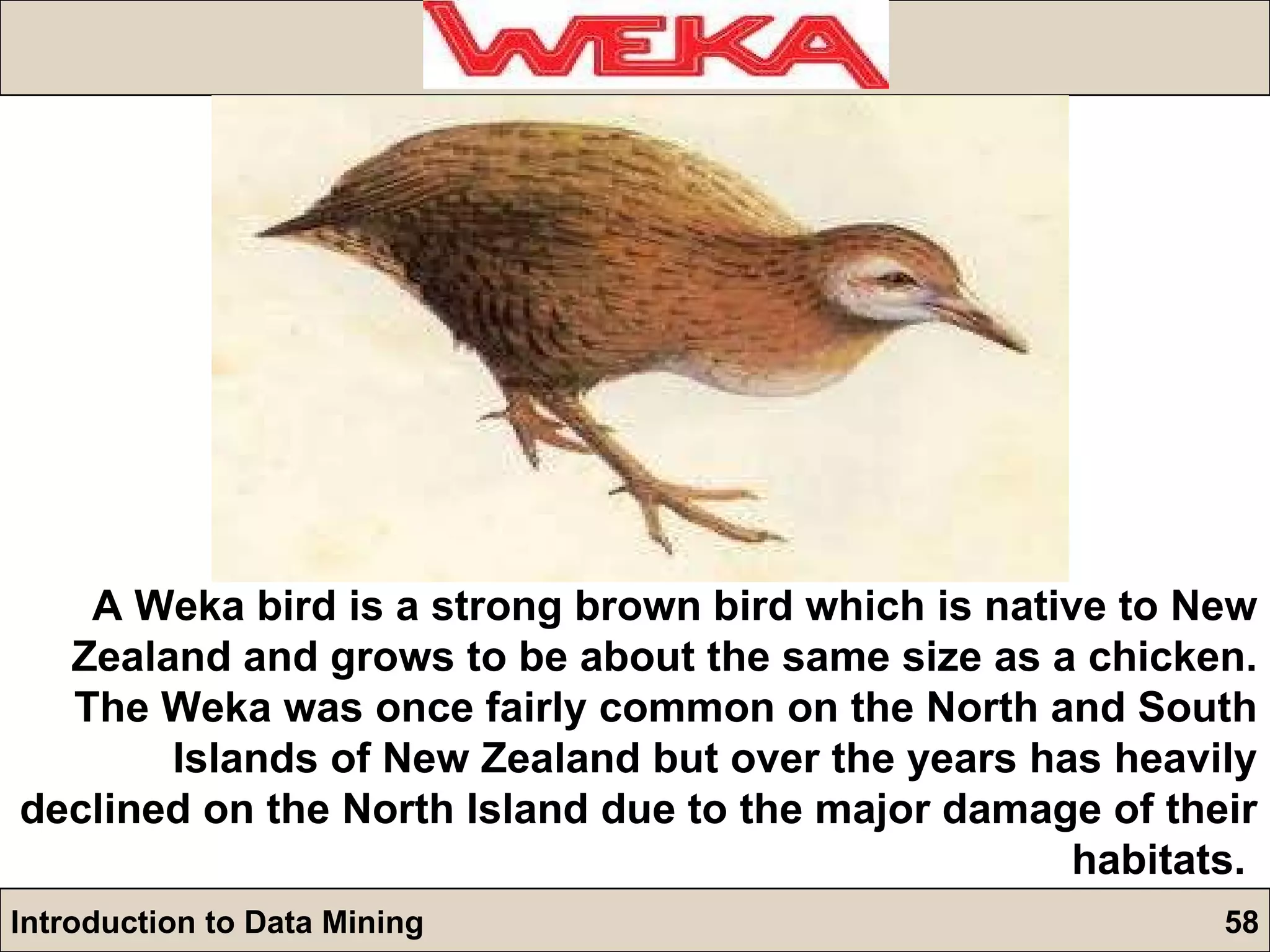A Weka bird is a strong brown bird which is native to New Zealand and grows to be about the same size as a chicken. The Weka was once fairly common on the North and South Islands of New Zealand but over the years has heavily declined on the North Island due to the major damage of their habitats.  