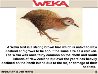 A Weka bird is a strong brown bird which is native to New Zealand and grows to be about the same size as a chicken. The Weka was once fairly common on the North and South Islands of New Zealand but over the years has heavily declined on the North Island due to the major damage of their habitats.  