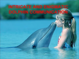 INTRICATE AND ENIGMATIC 
DOLPHIN COMMUNICATION 
 