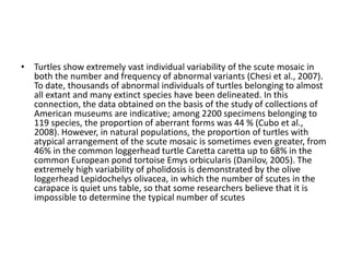Intriguing aspects of turtle shell | PPTX