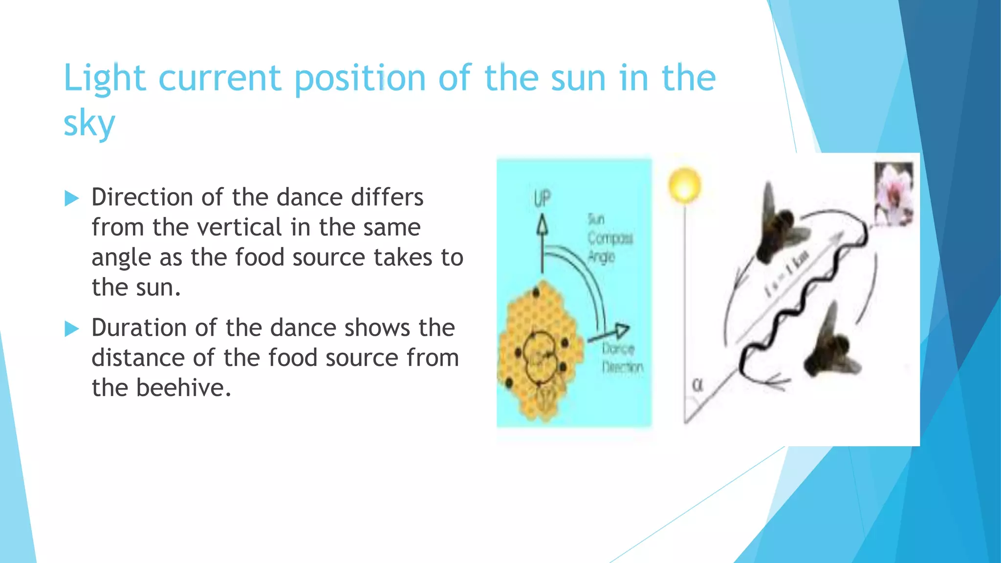 Light current position of the sun in the
sky
 Direction of the dance differs
from the vertical in the same
angle as the food source takes to
the sun.
 Duration of the dance shows the
distance of the food source from
the beehive.
 