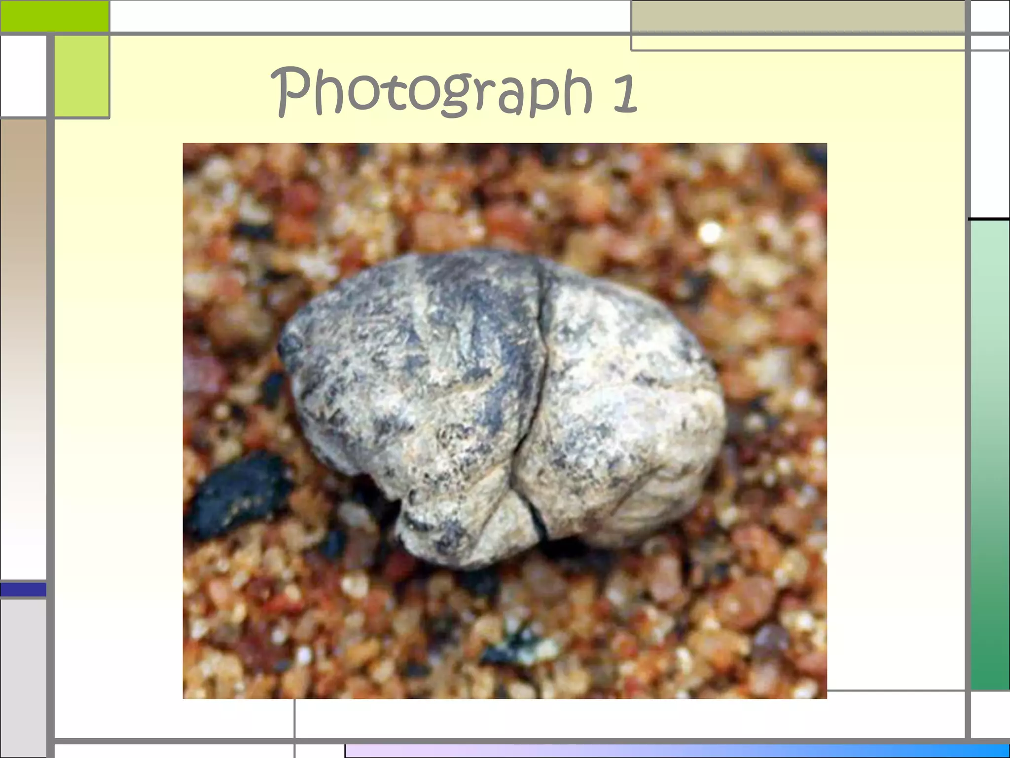 Observation, Inference, and Conclusions, oh my!What is an observation?What is an inference?What is a conclusion?