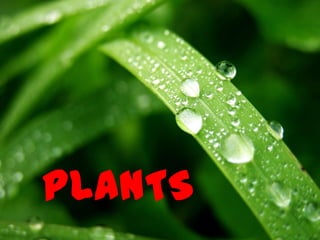 PLANTS

 