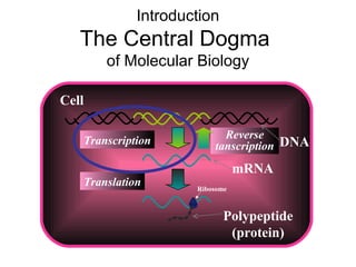 mRNA
Transcription
Introduction
The Central Dogma
of Molecular Biology
Cell
Polypeptide
(protein)
Translation Ribosome
Reverse
tanscription DNA
 