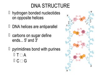 DNA STRUCTURE
 hydrogen bonded nucleotides
on opposite helices
 DNA helices are antiparallel
 carbons on sugar define
e...