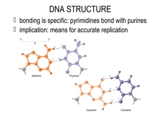 DNA STRUCTURE
 bonding is specific: pyrimidines bond with purines
 implication: means for accurate replication
 