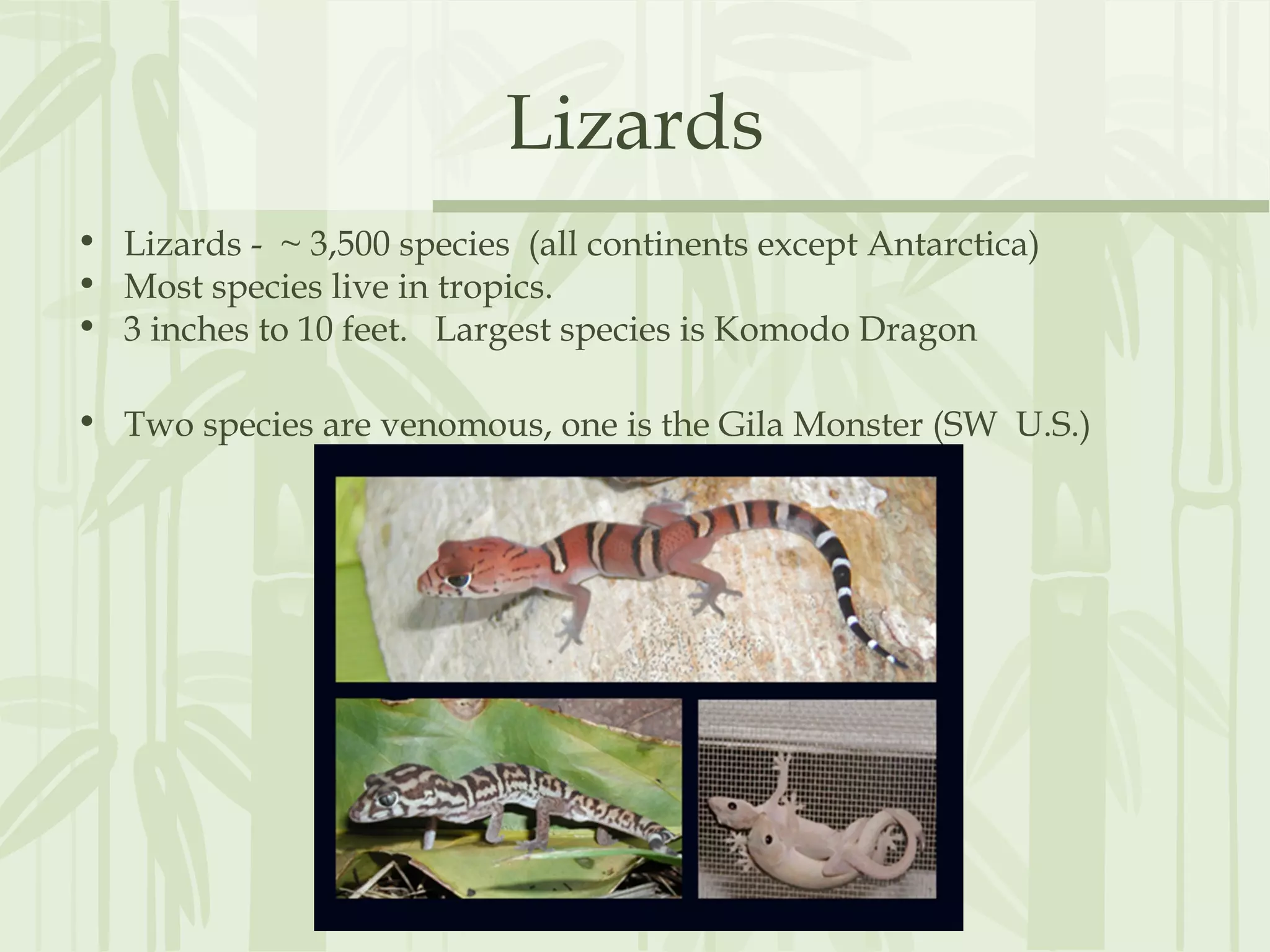 Lizards
• Lizards - ~ 3,500 species (all continents except Antarctica)
• Most species live in tropics.
• 3 inches to 10 feet. Largest species is Komodo Dragon
• Two species are venomous, one is the Gila Monster (SW U.S.)
 