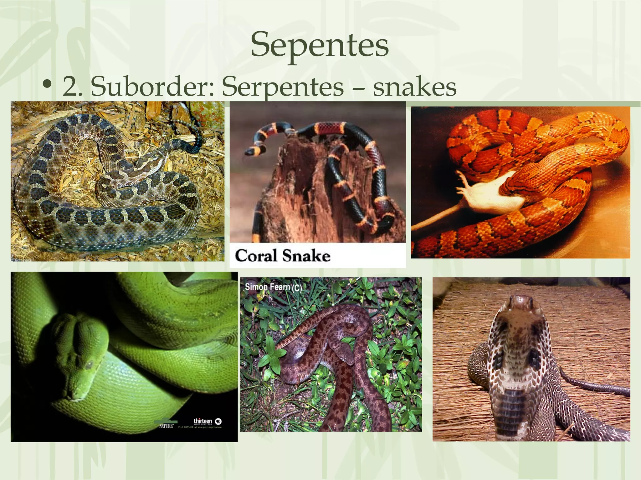 Sepentes
• 2. Suborder: Serpentes – snakes
 