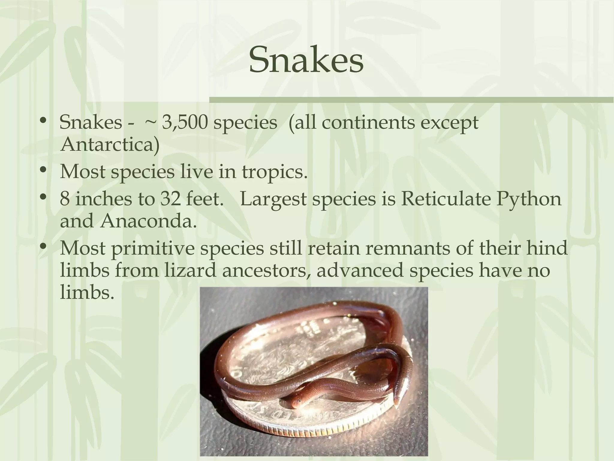 Snakes
• Snakes - ~ 3,500 species (all continents except
Antarctica)
• Most species live in tropics.
• 8 inches to 32 feet. Largest species is Reticulate Python
and Anaconda.
• Most primitive species still retain remnants of their hind
limbs from lizard ancestors, advanced species have no
limbs.
 