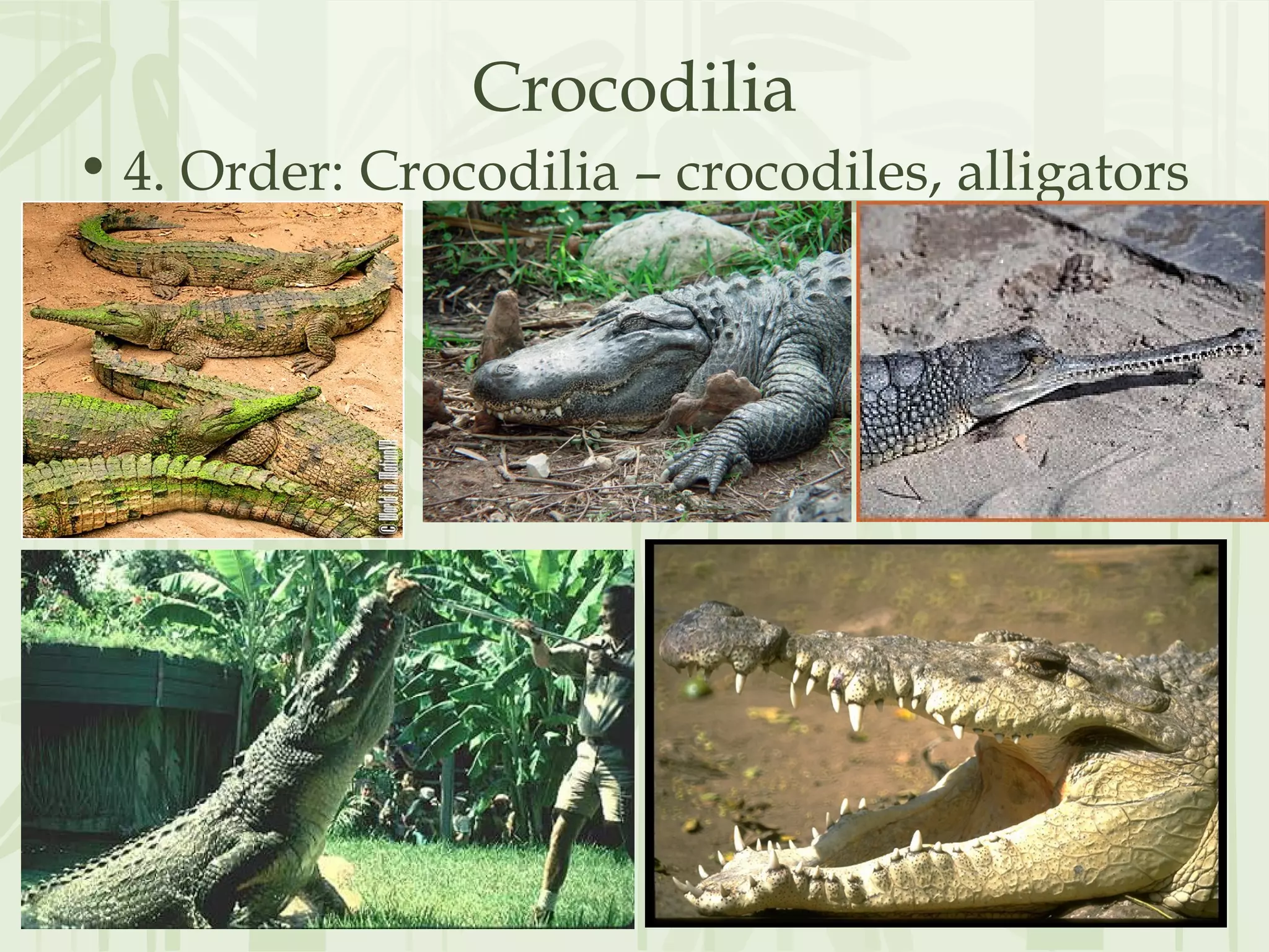 Crocodilia
• 4. Order: Crocodilia – crocodiles, alligators
 