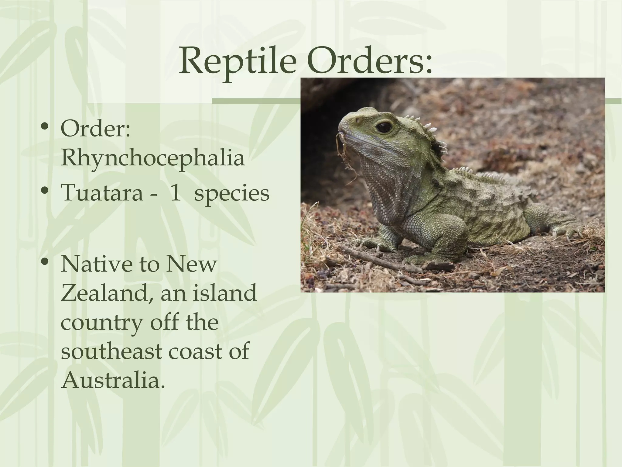 Reptile Orders:
• Order:
Rhynchocephalia
• Tuatara - 1 species
• Native to New
Zealand, an island
country off the
southeast coast of
Australia.
 