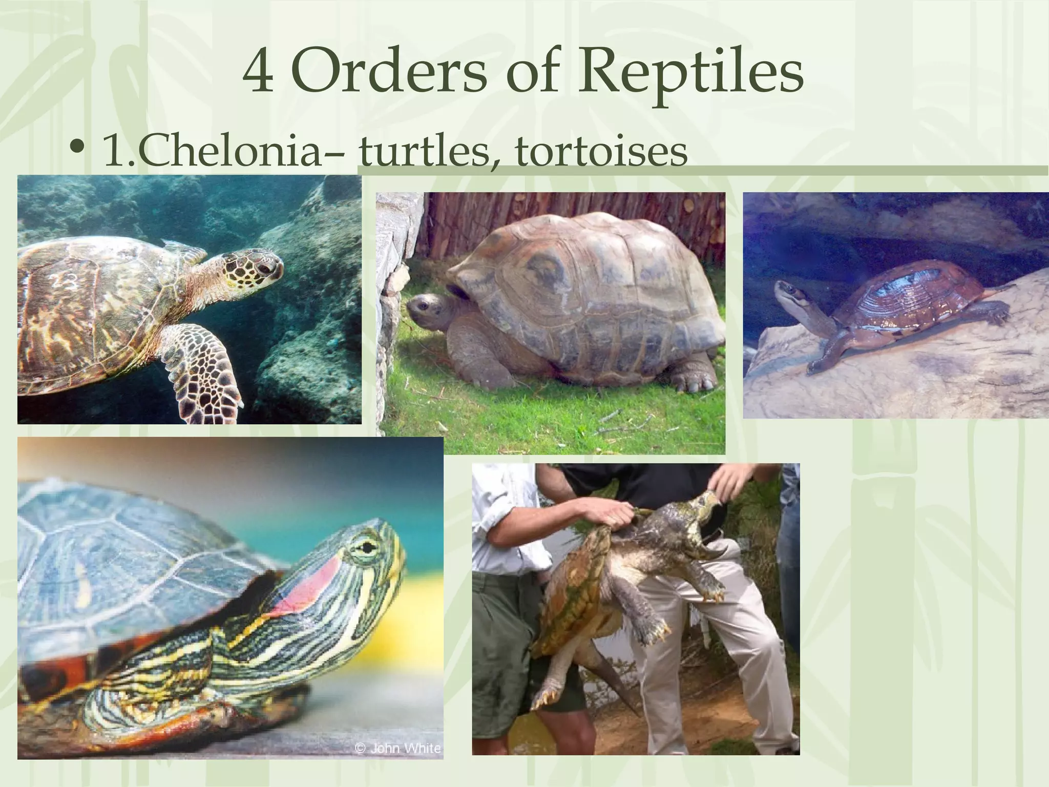 4 Orders of Reptiles
• 1.Chelonia– turtles, tortoises
 