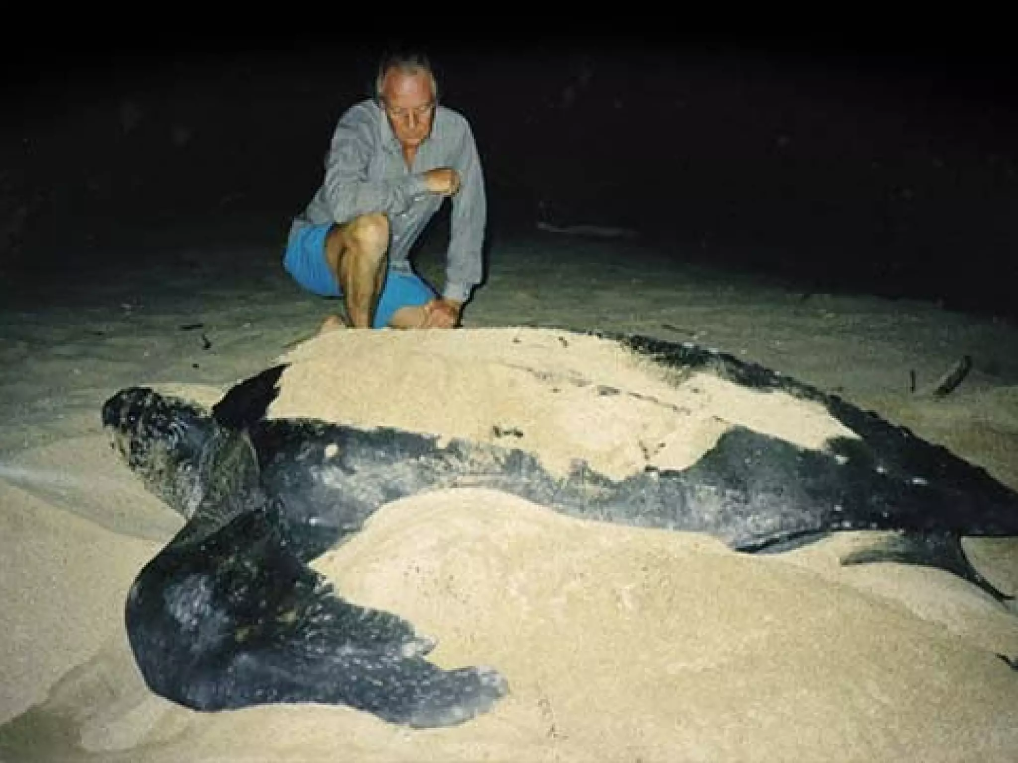 Turtles
• 250 species (all continents except Antarctica)
• Most primitive of all reptiles
• Range in size 3 inches to 6 feet
• All turtles lay eggs in nests they dig in the
ground
• No teeth, instead the edges of the jaws are hard
and sharp.
 