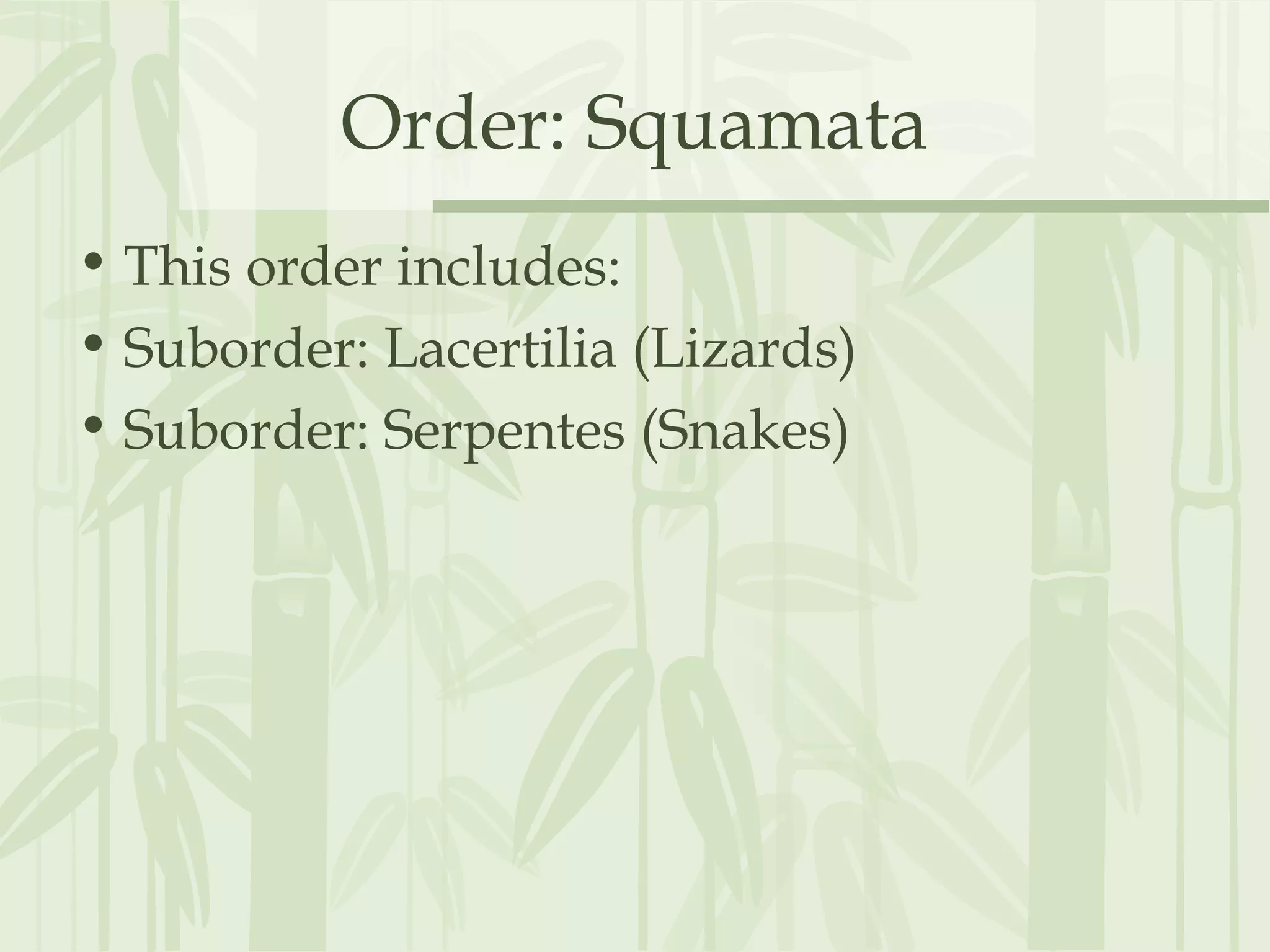 Order: Squamata
• This order includes:
• Suborder: Lacertilia (Lizards)
• Suborder: Serpentes (Snakes)
 