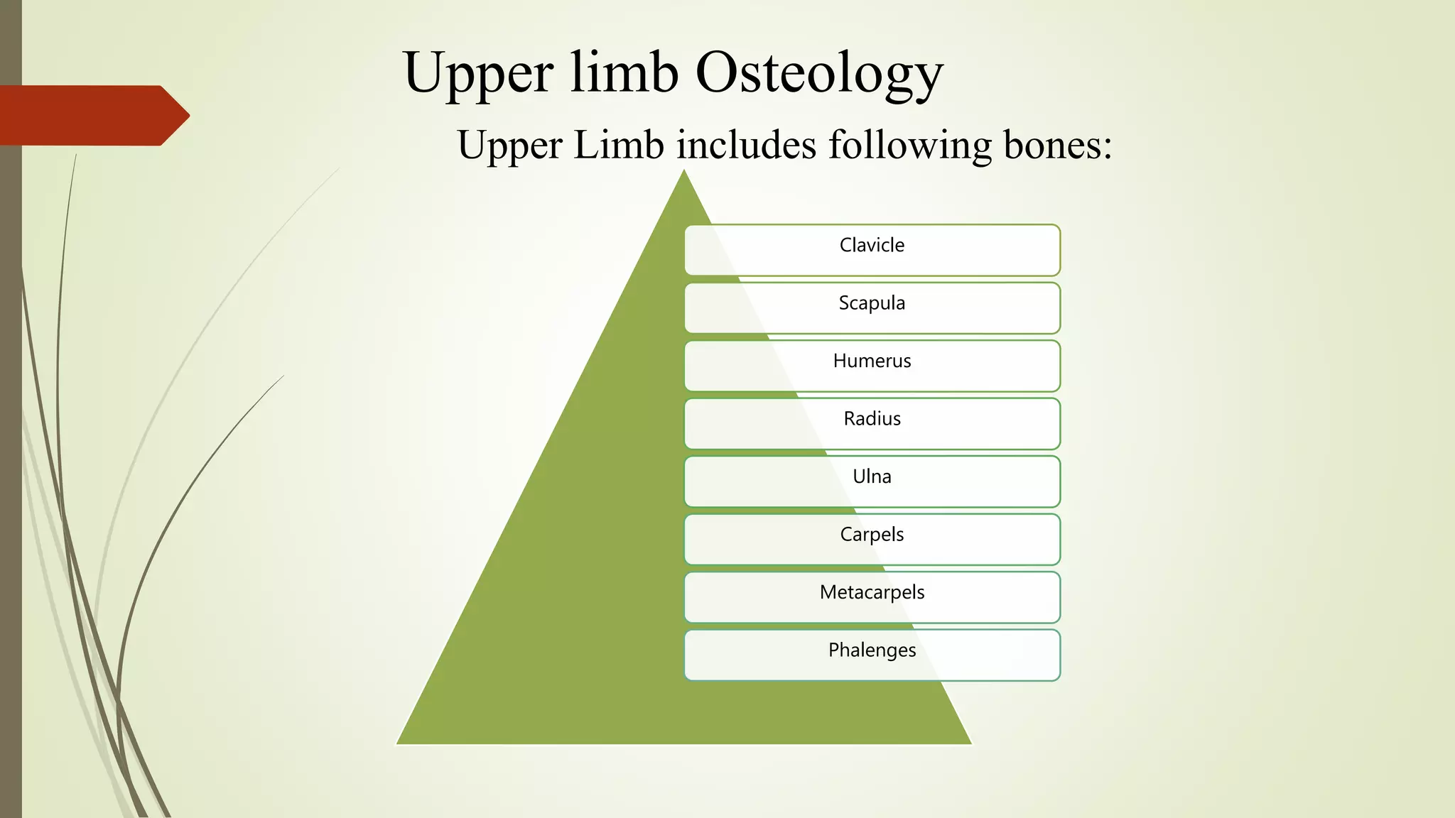 Upper limb Osteology
Upper Limb includes following bones:
Clavicle
Scapula
Humerus
Radius
Ulna
Carpels
Metacarpels
Phalenges