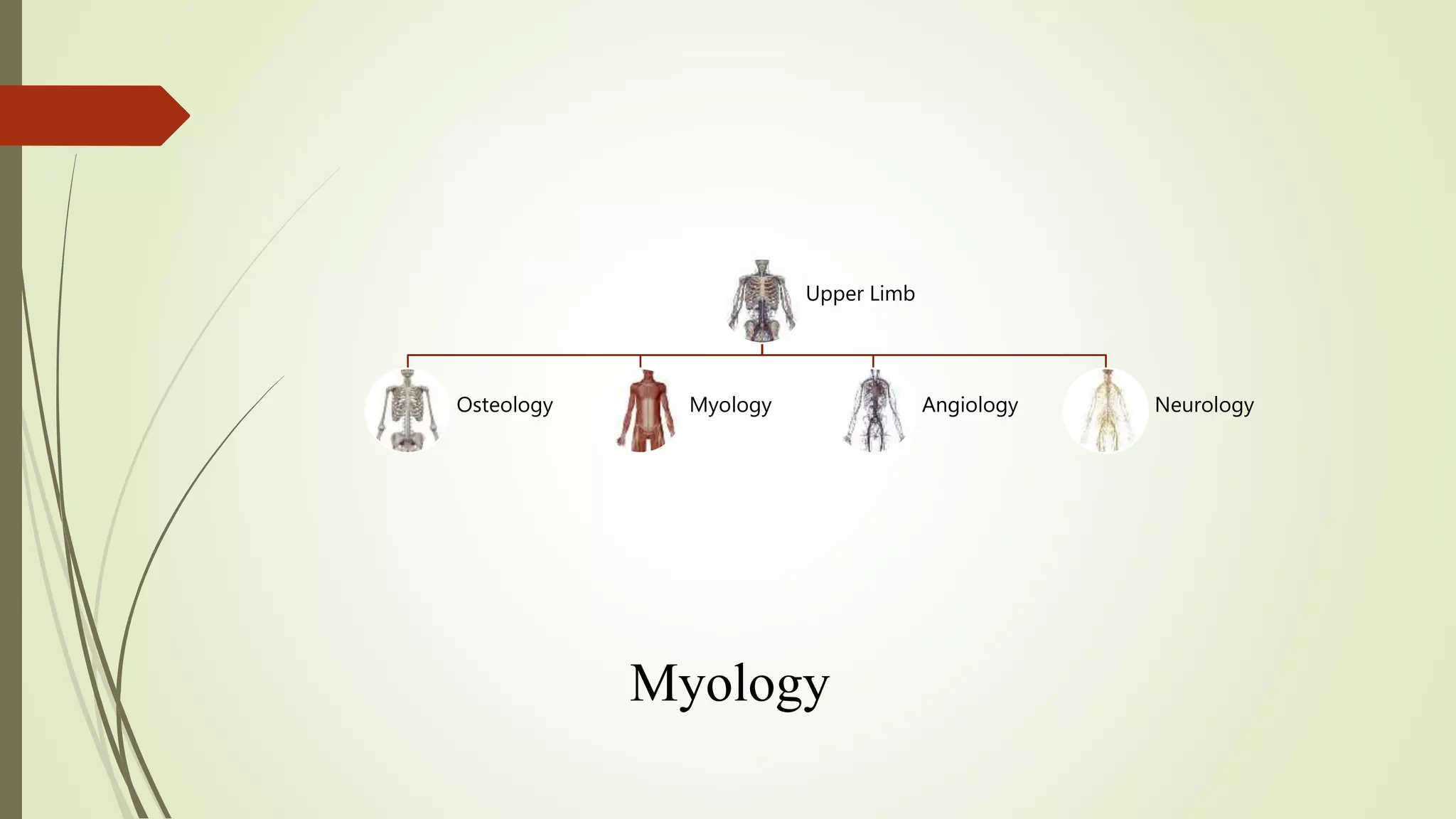 Upper Limb
Osteology Myology Angiology Neurology
Myology
