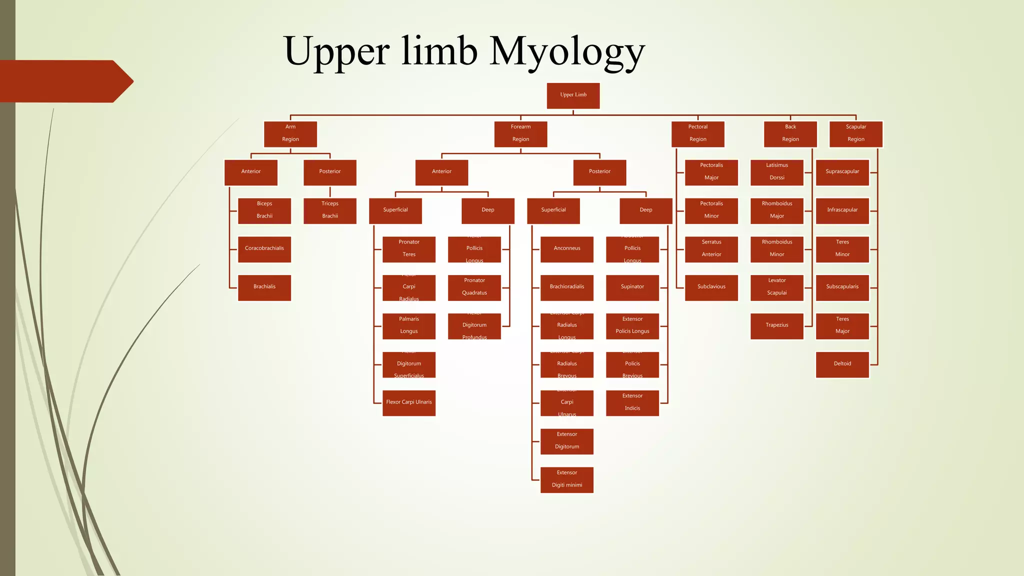 Upper limb Myology
Upper Limb
Arm
Region
Anterior
Biceps
Brachii
Coracobrachialis
Brachialis
Posterior
Triceps
Brachii
Forearm
Region
Anterior
Superficial
Pronator
Teres
Flexor
Carpi
Radialus
Palmaris
Longus
Flexor
Digitorum
Superficialus
Flexor Carpi Ulnaris
Deep
Flexor
Pollicis
Longus
Pronator
Quadratus
Flexor
Digitorum
Profundus
Posterior
Superficial
Anconneus
Brachioradialis
Extensor Carpi
Radialus
Longus
Extensor Carpi
Radialus
Brevous
Extensor
Carpi
Ulnarus
Extensor
Digitorum
Extensor
Digiti minimi
Deep
Abductor
Pollicis
Longus
Supinator
Extensor
Policis Longus
Extensor
Policis
Brevious
Extensor
Indicis
Pectoral
Region
Pectoralis
Major
Pectoralis
Minor
Serratus
Anterior
Subclavious
Back
Region
Latisimus
Dorssi
Rhomboidus
Major
Rhomboidus
Minor
Levator
Scapulai
Trapezius
Scapular
Region
Suprascapular
Infrascapular
Teres
Minor
Subscapularis
Teres
Major
Deltoid