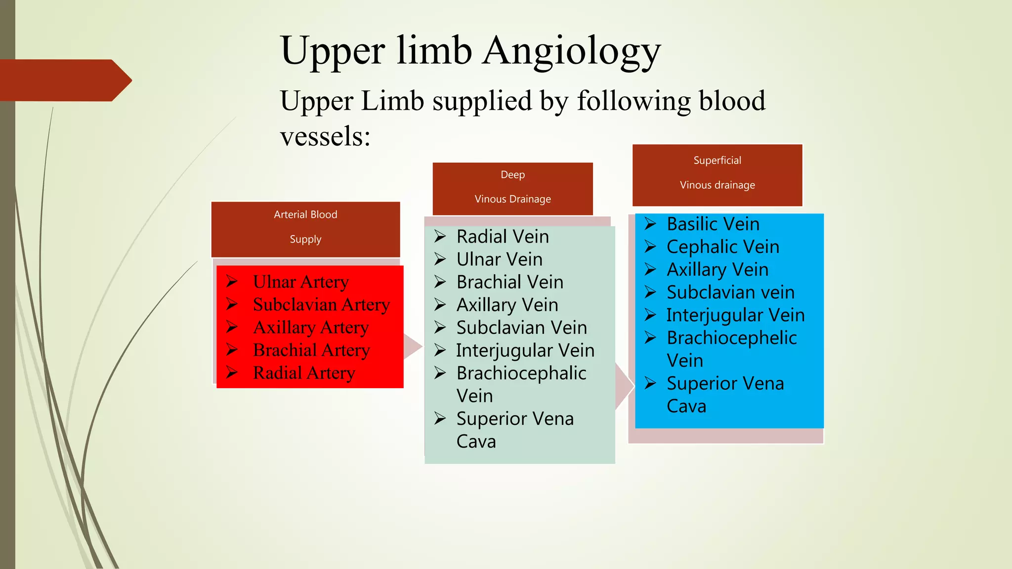 Upper limb Angiology
Upper Limb supplied by following blood
vessels:
Deep
Vinous Drainage
Superficial
Vinous drainage
Arterial Blood
Supply
Ulnar Artery
Subclavian Artery
Axillary Artery
Brachial Artery
Radial Artery
Basilic Vein
Cephalic Vein
Axillary Vein
Subclavian vein
Interjugular Vein
Brachiocephelic
Vein
Superior Vena
Cava
Radial Vein
Ulnar Vein
Brachial Vein
Axillary Vein
Subclavian Vein
Interjugular Vein
Brachiocephalic
Vein
Superior Vena
Cava