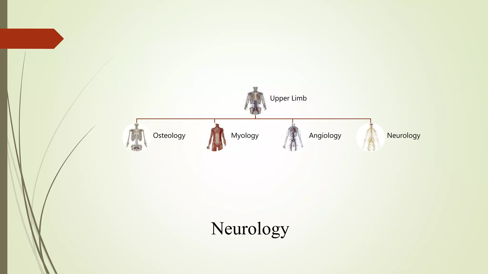 Upper Limb
Osteology Myology Angiology Neurology
Neurology