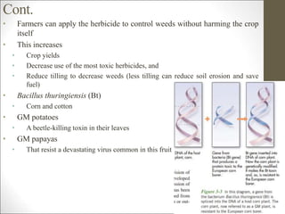 Cont.
• Farmers can apply the herbicide to control weeds without harming the crop
itself
• This increases
• Crop yields
• Decrease use of the most toxic herbicides, and
• Reduce tilling to decrease weeds (less tilling can reduce soil erosion and save
fuel)
• Bacillus thuringiensis (Bt)
• Corn and cotton
• GM potatoes
• A beetle-killing toxin in their leaves
• GM papayas
• That resist a devastating virus common in this fruit
11
 