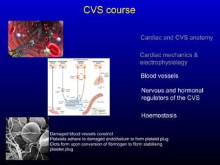 Blood vessels
Nervous and hormonal
regulators of the CVS
Haemostasis
Cardiac and CVS anatomy
Cardiac mechanics &
electrophysiology
CVS course
Damaged blood vessels constrict.
Platelets adhere to damaged endothelium to form platelet plug
Clots form upon conversion of fibrinogen to fibrin stabilising
platelet plug
 