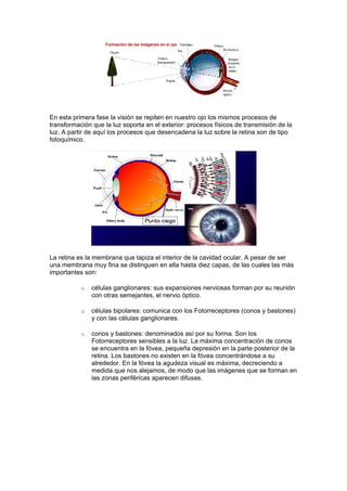 En esta primera fase la visión se repiten en nuestro ojo los mismos procesos de
transformación que la luz soporta en el exterior: procesos físicos de transmisión de la
luz. A partir de aquí los procesos que desencadena la luz sobre la retina son de tipo
fotoquímico.




La retina es la membrana que tapiza el interior de la cavidad ocular. A pesar de ser
una membrana muy fina se distinguen en ella hasta diez capas, de las cuales las más
importantes son:

           o   células ganglionares: sus expansiones nerviosas forman por su reunión
               con otras semejantes, el nervio óptico.

           o   células bipolares: comunica con los Fotorreceptores (conos y bastones)
               y con las células ganglionares.

           o   conos y bastones: denominados así por su forma. Son los
               Fotorreceptores sensibles a la luz. La máxima concentración de conos
               se encuentra en la fóvea, pequeña depresión en la parte posterior de la
               retina. Los bastones no existen en la fóvea concentrándose a su
               alrededor. En la fóvea la agudeza visual es máxima, decreciendo a
               medida que nos alejamos, de modo que las imágenes que se forman en
               las zonas periféricas aparecen difusas.
 