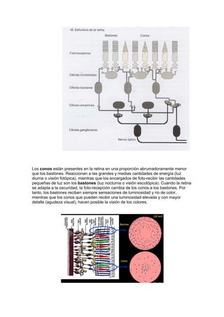 Los conos están presentes en la retina en una proporción abrumadoramente menor
que los bastones. Reaccionan a las grandes y medias cantidades de energía (luz
diurna o visión fotópica), mientras que los encargados de foto-recibir las cantidades
pequeñas de luz son los bastones (luz nocturna o visión escotópica). Cuando la retina
se adapta a la oscuridad, la foto-recepción cambia de los conos a los bastones. Por
tanto, los bastones reciben siempre sensaciones de luminosidad y no de color,
mientras que los conos que pueden recibir una luminosidad elevada y con mayor
detalle (agudeza visual), hacen posible la visión de los colores.




 
 