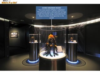 JIVARO SHRUNKEN HEADS! The crown jewels of Ripley’s collection! This particular piece, adorned with earrings made from beetle wings, is considered the finest shrunken head specimen in the world! 