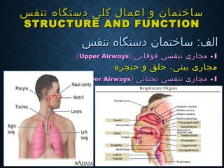 ‫تنفس‬ ‫دستگاه‬ ‫كلی‬ ‫اعمال‬ ‫و‬ ‫ساختمان‬‫تنفس‬ ‫دستگاه‬ ‫كلی‬ ‫اعمال‬ ‫و‬ ‫ساختمان‬
STRUCTURE AND FUNCTIONSTRUCTURE AND FUNCTION
:‫الف‬:‫الف‬‫تنفس‬ ‫دستگاه‬ ‫ساختمان‬‫تنفس‬ ‫دستگاه‬ ‫ساختمان‬
11--‫فوقانی‬ ‫تنفسی‬ ‫مجاری‬‫فوقانی‬ ‫تنفسی‬ ‫مجاری‬))Upper AirwaysUpper Airways((
‫حنجره‬ ‫و‬ ‫حلق‬ ،‫بینی‬ ‫مجاری‬‫حنجره‬ ‫و‬ ‫حلق‬ ،‫بینی‬ ‫مجاری‬
11--‫تنفسی‬ ‫مجاری‬‫تنفسی‬ ‫مجاری‬‫تحتانی‬‫تحتانی‬))Lower AirwaysLower Airways((
 
