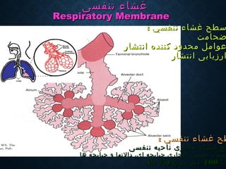 ‫غشاء‬ ‫سطح‬‫غشاء‬ ‫سطح‬‫تنفسي‬‫تنفسي‬::
‫ضحامت‬‫ضحامت‬
‫انتشار‬ ‫کننده‬ ‫محدود‬ ‫عوامل‬‫انتشار‬ ‫کننده‬ ‫محدود‬ ‫عوامل‬
‫انتشار‬ ‫ارزیابی‬‫انتشار‬ ‫ارزیابی‬
‫تنفسی‬ ‫غشاء‬‫تنفسی‬ ‫غشاء‬
Respiratory MembraneRespiratory Membrane
‫غشاء‬ ‫طح‬‫غشاء‬ ‫طح‬‫تنفسي‬‫تنفسي‬::
‫تنفسی‬ ‫ناحیه‬ ‫مجاری‬ ‫غشاء‬ ‫ح‬‫تنفسی‬ ‫ناحیه‬ ‫مجاری‬ ‫غشاء‬ ‫طح‬
‫شي‬‫شي‬‫و‬‫و‬‫دالنها‬ ،‫اي‬ ‫حبابچه‬ ‫مجاري‬ ،‫تنفسي‬ ‫ل‬‫دالنها‬ ،‫اي‬ ‫حبابچه‬ ‫مجاري‬ ،‫تنفسي‬ ‫ل‬‫ها‬ ‫حبابچه‬ ‫و‬‫ها‬ ‫حبابچه‬ ‫و‬
‫تا‬‫تا‬100100) ‫مربع‬ ‫متر‬) ‫مربع‬ ‫متر‬mm22
7575((
 
