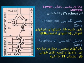 ‫تحتانی‬ ‫تنفسی‬ ‫مجاری‬‫تحتانی‬ ‫تنفسی‬ ‫مجاری‬))LowerLower
AirwaysAirways((
‫نای‬‫نای‬))TracheaTrachea((‫آن‬ ‫انشعابات‬ ‫و‬‫آن‬ ‫انشعابات‬ ‫و‬
‫هدایتی‬ ‫بخش‬‫هدایتی‬ ‫بخش‬))ConductingConducting
ZoneZone((
‫نایژكهای‬ ‫و‬ ‫نایژكها‬ ،‫ها‬ ‫نایژه‬ ،‫نای‬‫نایژكهای‬ ‫و‬ ‫نایژكها‬ ،‫ها‬ ‫نایژه‬ ،‫نای‬
)‫انشعاب‬ ‫انتهای‬ ‫تا‬ ‫انتهائی‬)‫انشعاب‬ ‫انتهای‬ ‫تا‬ ‫انتهائی‬1616((
‫تنفسی‬ ‫بخش‬‫تنفسی‬ ‫بخش‬))RespiratoryRespiratory
ZoneZone((
‫حباب‬ ‫مجاری‬ ،‫تنفسی‬ ‫نایژكهای‬‫حباب‬ ‫مجاری‬ ،‫تنفسی‬ ‫نایژكهای‬‫چ‬‫چ‬‫ه‬‫ه‬
‫ا‬‫ا‬‫هوائی‬ ‫های‬ ‫كیسه‬ ‫و‬ ‫دالنها‬ ،‫ی‬‫هوائی‬ ‫های‬ ‫كیسه‬ ‫و‬ ‫دالنها‬ ،‫ی‬
)‫انشعاب‬ ‫از‬)‫انشعاب‬ ‫از‬1717‫آخر‬ ‫تا‬‫آخر‬ ‫تا‬((
 