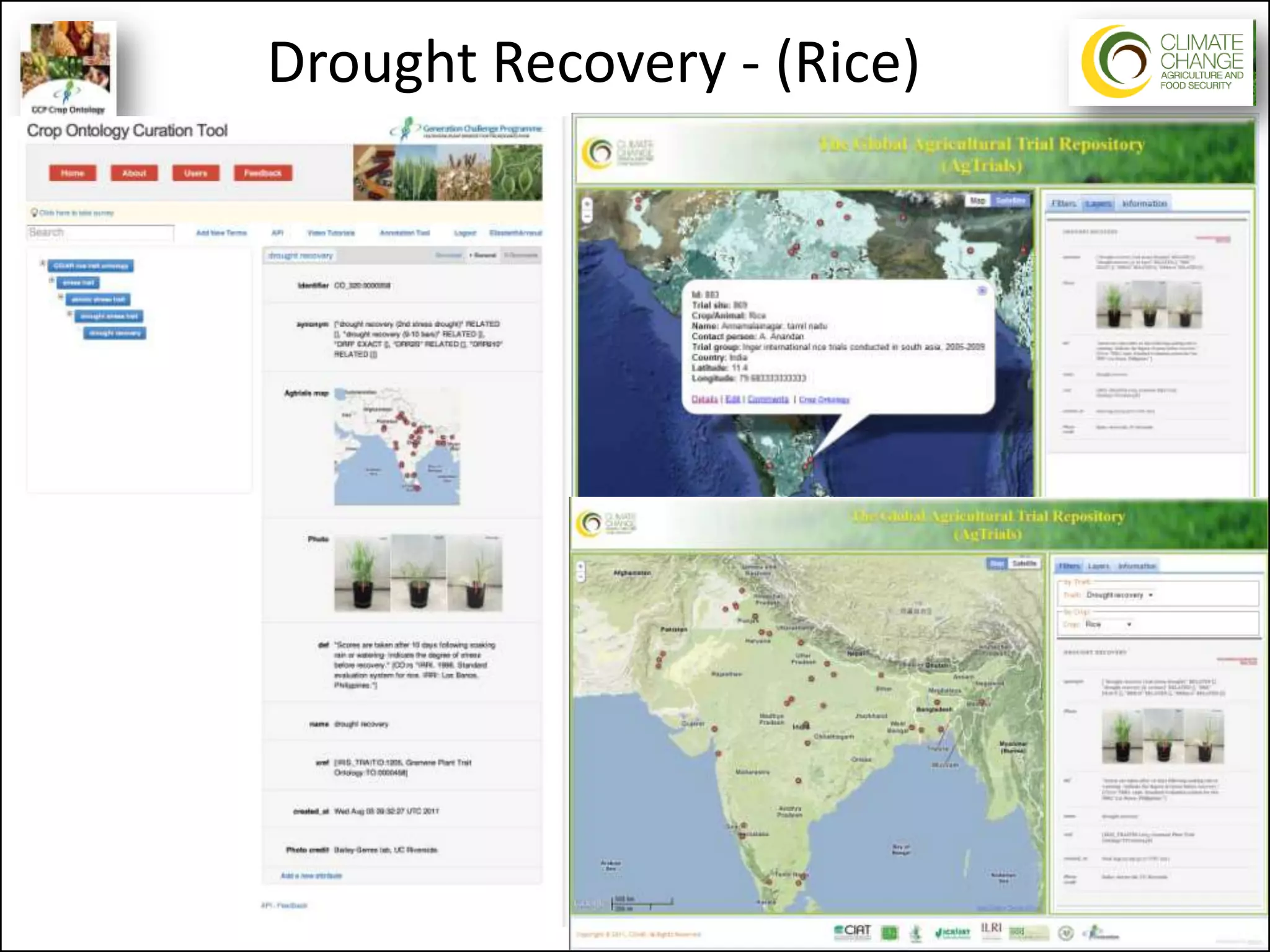Drought Recovery - (Rice)
 