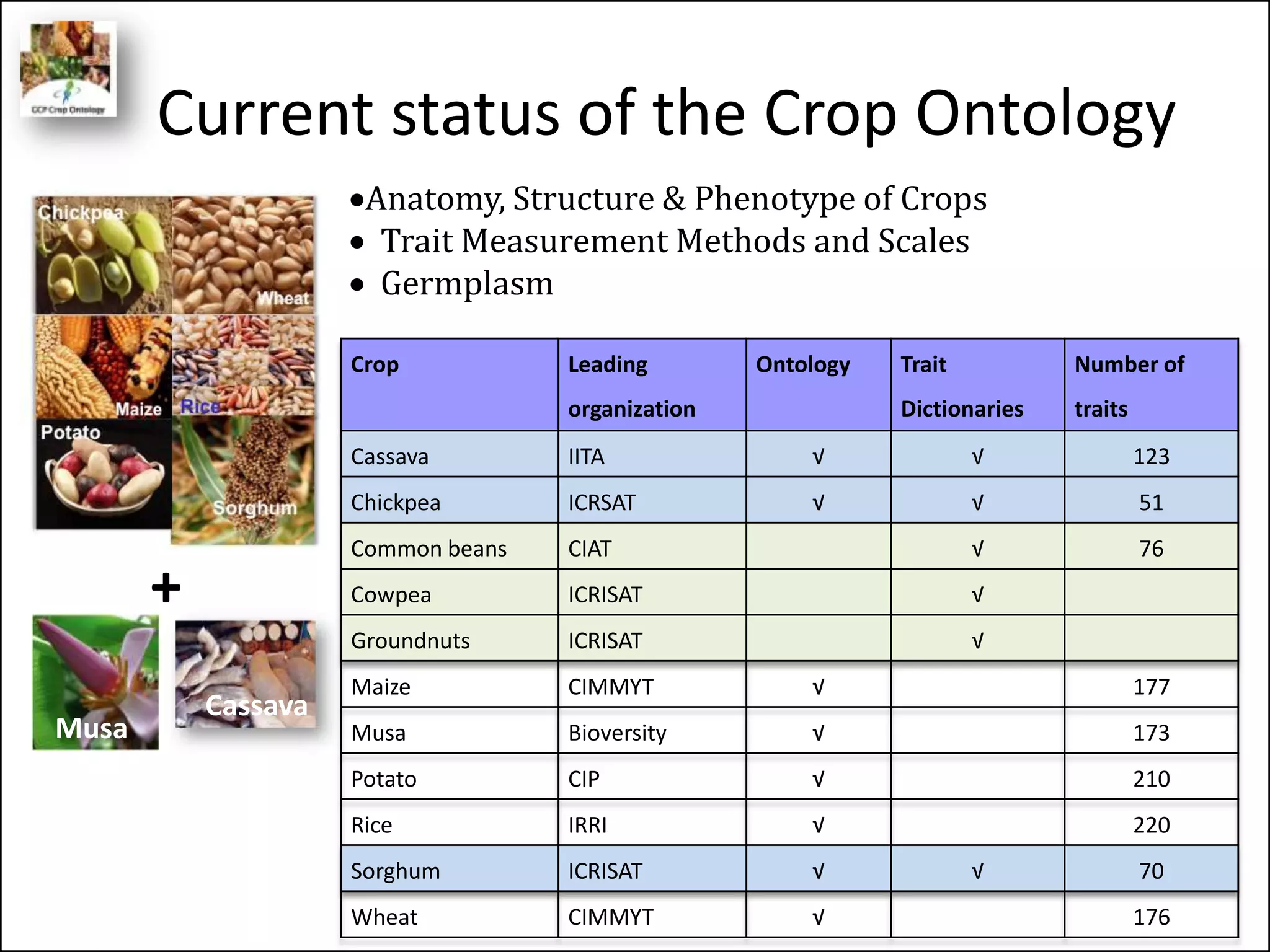 Current status of the Crop Ontology
Musa
Cassava
Anatomy, Structure & Phenotype of Crops
 Trait Measurement Methods and Scales
 Germplasm
Crop Leading
organization
Ontology Trait
Dictionaries
Number of
traits
Cassava IITA √ √ 123
Chickpea ICRSAT √ √ 51
Common beans CIAT √ 76
Cowpea ICRISAT √
Groundnuts ICRISAT √
Maize CIMMYT √ 177
Musa Bioversity √ 173
Potato CIP √ 210
Rice IRRI √ 220
Sorghum ICRISAT √ √ 70
Wheat CIMMYT √ 176
+
 