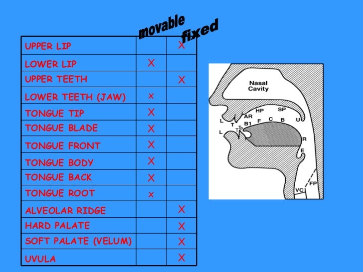 Intro.phonetics medical terminology body diagram 