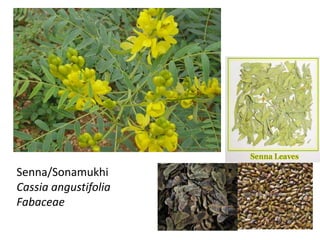 Senna/Sonamukhi
Cassia angustifolia
Fabaceae
 