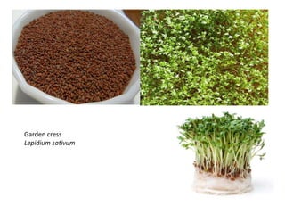 Garden cress
Lepidium sativum
 