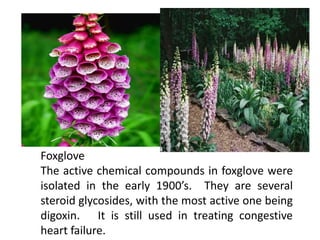 Foxglove
The active chemical compounds in foxglove were
isolated in the early 1900’s. They are several
steroid glycosides, with the most active one being
digoxin. It is still used in treating congestive
heart failure.
 