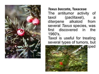 Taxus baccata, Taxaceae
The antitumor activity of
taxol (paclitaxel), a
diterpene alkaloid from
several Taxus species, was
first discovered in the
1960's,
Taxol is useful for treating
several types of tumors, but
was originally developed
for ovarian tumors.
 