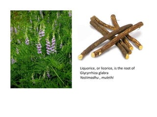 Liquorice, or licorice, is the root of
Glycyrrhiza glabra
Yastimadhu , mulethi
 