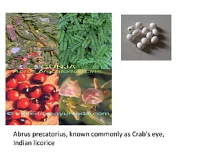Abrus precatorius, known commonly as Crab's eye,
Indian licorice
 