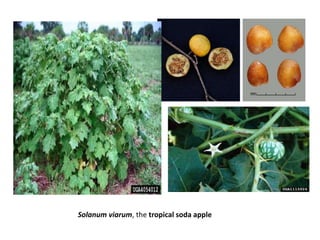 Solanum viarum, the tropical soda apple
 