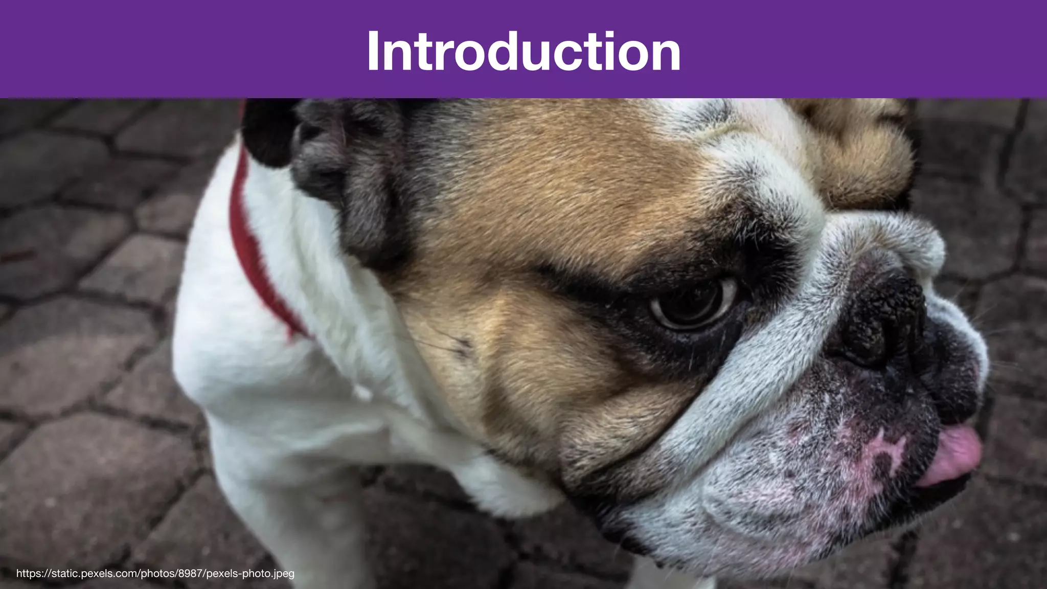 Introduction
https://static.pexels.com/photos/8987/pexels-photo.jpeg
 