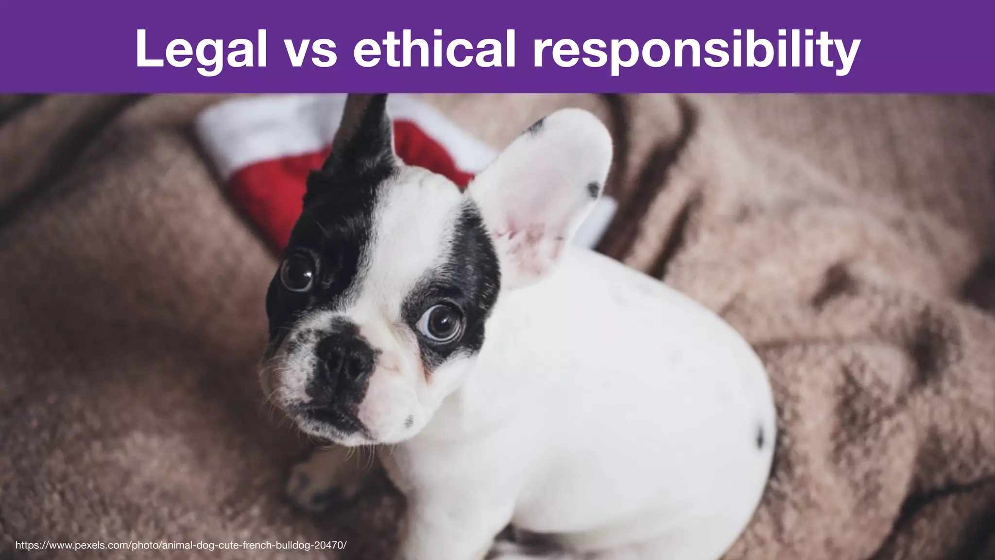 Legal vs ethical responsibility
https://www.pexels.com/photo/animal-dog-cute-french-bulldog-20470/
 