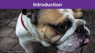 Introduction
https://static.pexels.com/photos/8987/pexels-photo.jpeg
 