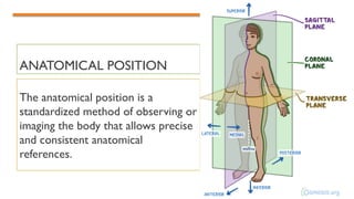 ANATOMICAL POSITION
The anatomical position is a
standardized method of observing or
imaging the body that allows precise
and consistent anatomical
references.
 