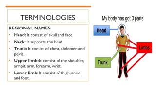 TERMINOLOGIES
REGIONAL NAMES
• Head: It consist of skull and face.
• Neck: It supports the head.
• Trunk: It consist of chest, abdomen and
pelvis.
• Upper limb: It consist of the shoulder,
armpit, arm, forearm, wrist.
• Lower limb: It consist of thigh, ankle
and foot.
 