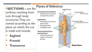 SECTIONS – are flat
surfaces resulting from
cuts through body
structures.They are
named according to the
plane on which the cut
is made and include:
 Sagittal
 Frontal
 Transverse
 