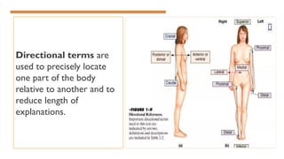 Directional terms are
used to precisely locate
one part of the body
relative to another and to
reduce length of
explanations.
 