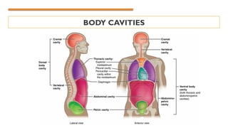 BODY CAVITIES
 