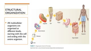 STRUCTURAL
ORGANIZATION
 All multicellular
organisms are
organized at
different levels,
starting with the cell
and ending with the
entire organism.
 